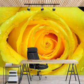 Fototapet - Trandafir galben (152,5x104 cm), în 8 de alte dimensiuni noi