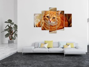 Tablou - Pisica tolenită (150x105 cm)