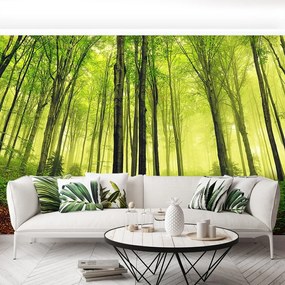 Fototapet ceaţă Forest