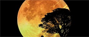 Tablou cu umbre în lumina lunii (120x50 cm)