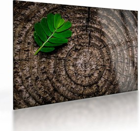 Tablou pe sticlă cu frunză pe trunchi de copac (70x50 cm)