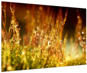 Tablou - Detaliu rouă (90x60 cm)
