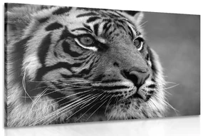 Tablou tigru bengal în design alb-negru