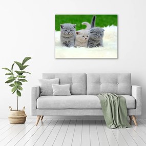 Imprimare tablou canvas Trei pisici pe o pătură