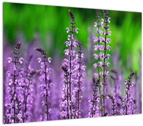 Tablou pe sticlă cu flori de luncă violete (70x50 cm)