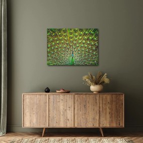 Tablou - Peacock (70x50 cm)