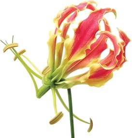 Fototapet - Flori (254x184 cm)