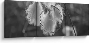 Tablou - Iarba de bumbac (cu ceas) (90x30 cm)