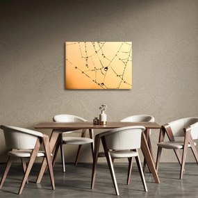 Tablou cu pânză de pâianjen cu rouă (70x50 cm)
