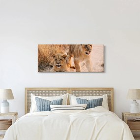 Tablou - Pui de leu (120x50 cm)