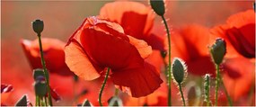 Tablou cu flori de maci (120x50 cm)