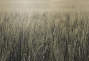 Tapet Rye Field, Green, Rebel Walls