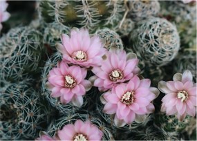 Tablou floare de cactus (70x50 cm)