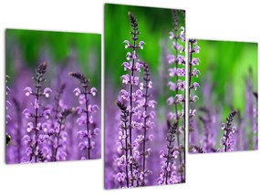 Tablou cu flori de luncă violete (90x60 cm)