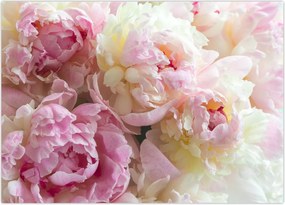 Tablou - Bujori (70x50 cm)