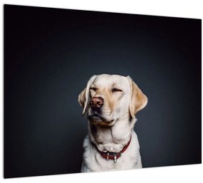Tablou pe sticlă cu labrador (70x50 cm)