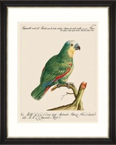 Tablou Framed Art Parrots Of Brazil 01