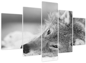 Tablou - Lup,alb-negru (150x105 cm)