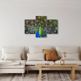 Tablou - Păun (90x60 cm)