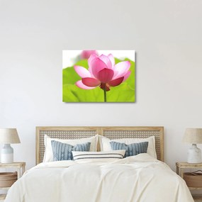 Tablou pe sticlă cu flori de lotus (70x50 cm)