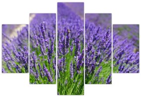 Tablou - lavanda (150x105 cm)