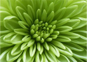 Tablou - Imagine macro a unei plante (70x50 cm)