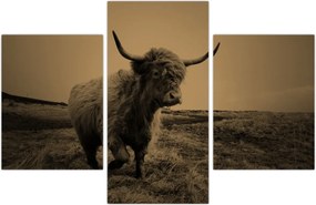 Tablou - Vacă scoțiană pe fugă (90x60 cm)