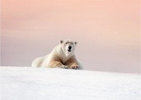 Tablou - Urs polar (70x50 cm)
