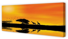 Tablouri canvas Girafele lac copac vest
