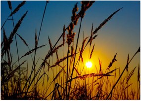 Tablou - Apus de soare pe pajiște (70x50 cm)