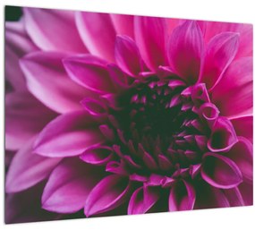 Tablou cu floarea roz (70x50 cm)