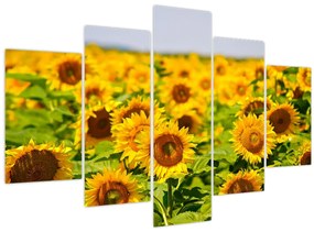 Tablou - Floarea-soarelui (150x105 cm)