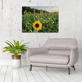 Tablou pe sticlă - Câmpul de floarea-soarelui II. (70x50 cm)