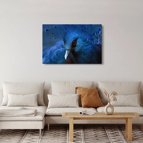 Tablou - Porumbel încoronat (90x60 cm)
