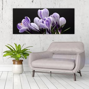 Tablou - Crocus violet (120x50 cm)