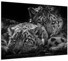 Tablou - Gheparzi care se odihnesc (70x50 cm)