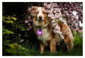 Lanternă LED pentru zgardă Purple – Orbiloc