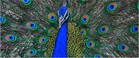 Tablou - Păun (120x50 cm)