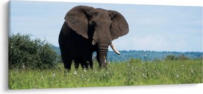 Tablou cu elefant (120x50 cm)