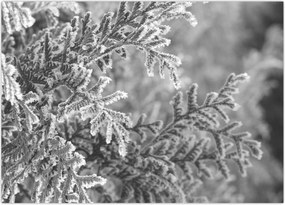 Tablou - Pădure de molid (70x50 cm)