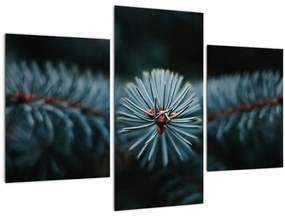 Tablou -Crenguțe ale unui conifer (90x60 cm)