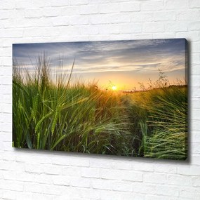 Print pe canvas Câmp de grâu