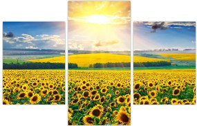 Tablou - Câmp cu floarea soarelui (90x60 cm)
