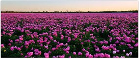 Tablou - Pajiștea cu lalele violet (120x50 cm)