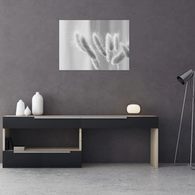 Tablou pe sticlă - Iarbă de coadă de iepure (70x50 cm)