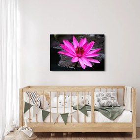 Tablou - floarea roz (90x60 cm)