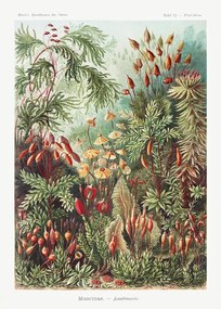 Reproducere Muscinae–Laubmoose (1904), Ernst Haeckel