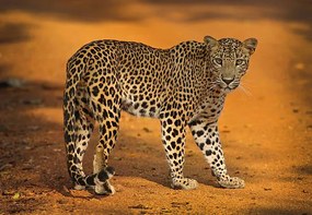 Fotografie Sri Lankan Leopard, all images copyright of Jamie Lamb - elusive-images.co.uk