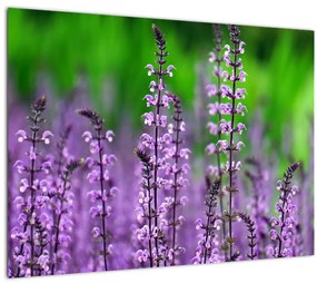 Tablou cu flori de luncă violete (70x50 cm), în 40 de alte dimensiuni noi