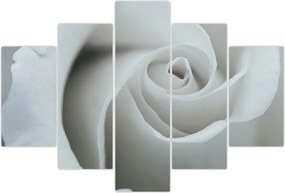 Tablou - Trandafirul alb (150x105 cm)